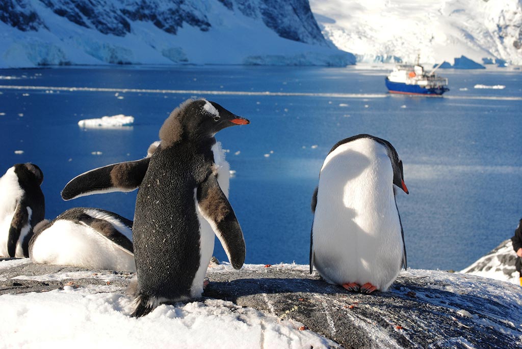 HDS13-Gentoo-penguins-at-Paradise-Bay_Ralf-Plechinger